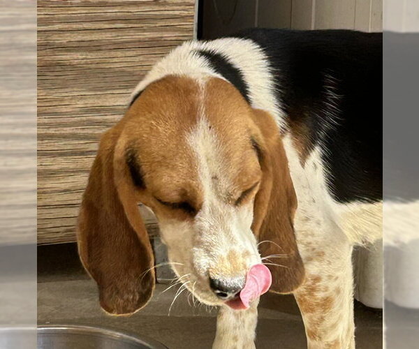 Medium Photo #4 Beagle Puppy For Sale in Apple Valley, CA, USA