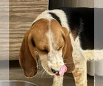 Small #3 Beagle