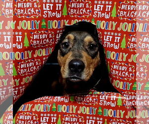 Mutt Dogs for adoption in Brooklyn Center, MN, USA