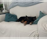 Small #3 German Shepherd Dog