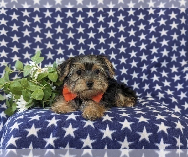 Medium Photo #5 Yorkshire Terrier Puppy For Sale in LINCOLN UNIVERSITY, PA, USA