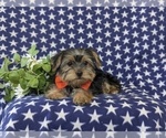 Small Photo #5 Yorkshire Terrier Puppy For Sale in LINCOLN UNIVERSITY, PA, USA