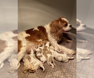 Mother of the Cavalier King Charles Spaniel puppies born on 10/20/2023