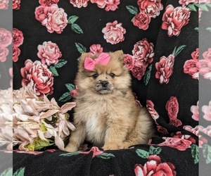Pomeranian Puppy for Sale in QUARRYVILLE, Pennsylvania USA