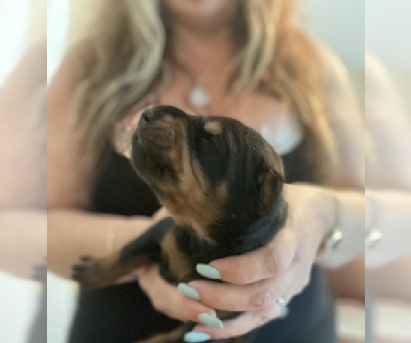 Medium Photo #12 Doberman Pinscher Puppy For Sale in ACTON, ME, USA