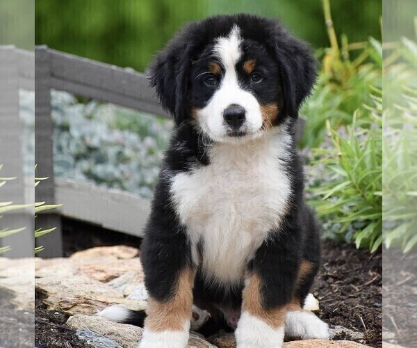 Medium Photo #1 Bernese Mountain Dog Puppy For Sale in CHRISTIANA, PA, USA