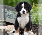 Small Photo #1 Bernese Mountain Dog Puppy For Sale in CHRISTIANA, PA, USA
