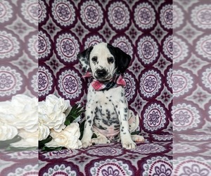 Dalmatian Puppy for Sale in QUARRYVILLE, Pennsylvania USA