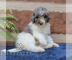 Small #4 Bernedoodle (Miniature) (+ Poodle Miniature)