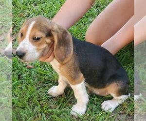 Beagle Puppy for sale in MARION, LA, USA