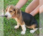 Small Beagle