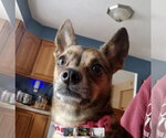 Small #7 Chihuahua