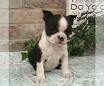 Small #1 Boston Terrier