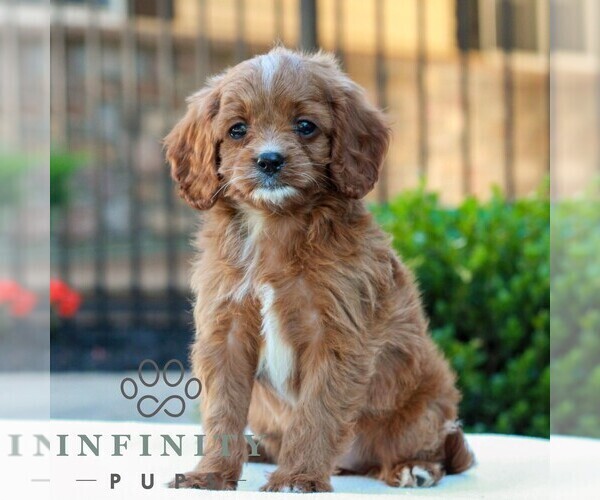 Medium Photo #3 Cavapoo (Miniature) Puppy For Sale in LITITZ, PA, USA