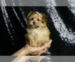 Small #2 Morkie