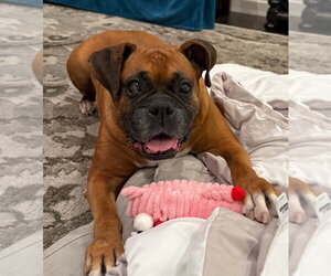 Thumper - Female Boxer Dog for Adoption - Photo #2
