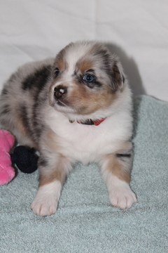 Medium Photo #2 Miniature Australian Shepherd Puppy For Sale in HAMPTON, GA, USA