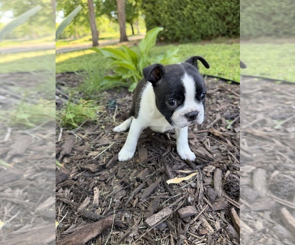 Medium Photo #4 Boston Terrier Puppy For Sale in FREDONIA, KS, USA