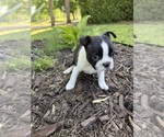 Small #3 Boston Terrier