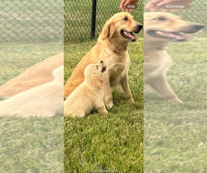 English Cream Golden Retriever Puppy for sale in KANSAS CITY, KS, USA