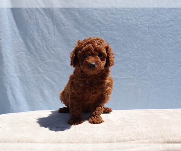 Medium Photo #5 Poodle (Toy) Puppy For Sale in LOS ANGELES, CA, USA
