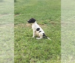 Small Photo #7 Great Dane Puppy For Sale in MONROE, GA, USA