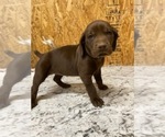 Puppy Yellow German Shorthaired Pointer