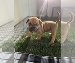 Small Photo #2 American Bully Puppy For Sale in TEMPLE HILLS, MD, USA