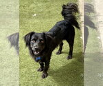 Sparky - Male Cocker Spaniel Dog for Adoption - Small photo