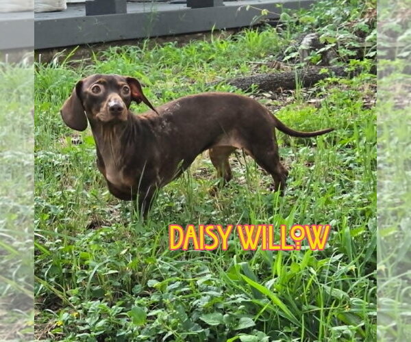 Medium Photo #4 Dachshund Puppy For Sale in San Antonio, TX, USA