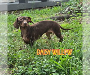 Daisy Willow - Female Dachshund Dog for Adoption - Photo #4