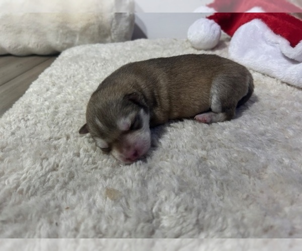 Medium Photo #12 Siberian Husky Puppy For Sale in PEYTON, CO, USA