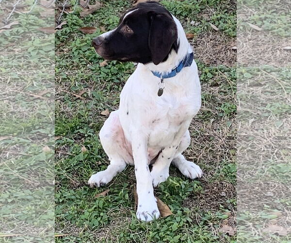 Medium Photo #7 Brittany-Unknown Mix Puppy For Sale in Curwensville, PA, USA