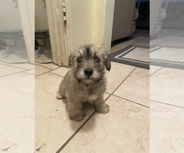 Medium Photo #1 Schnoodle (Miniature) Puppy For Sale in BAKERSFIELD, CA, USA