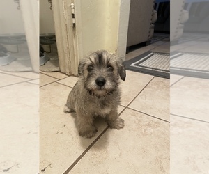 Schnoodle (Miniature) Puppy for sale in BAKERSFIELD, CA, USA