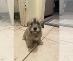 Small Photo #1 Schnoodle (Miniature) Puppy For Sale in BAKERSFIELD, CA, USA