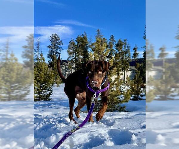 Medium Photo #2 - Mix Puppy For Sale in Frisco, CO, USA