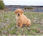 Small Photo #11 Labrador Retriever Puppy For Sale in SYRACUSE, IN, USA