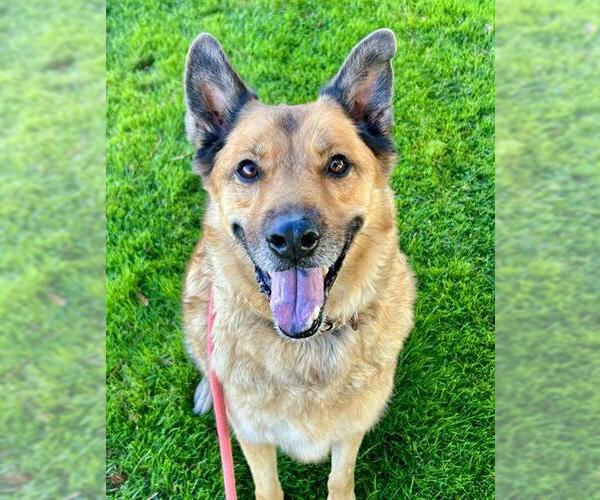 Medium Photo #1 Chow Chow-German Shepherd Dog Mix Puppy For Sale in Sacramento, CA, USA