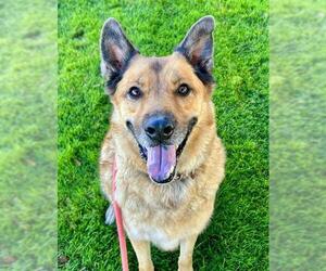 Chow Chow-German Shepherd Dog Mix Dogs for adoption in Sacramento, CA, USA