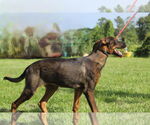 Small #1 Doberman Pinscher-German Shepherd Dog Mix