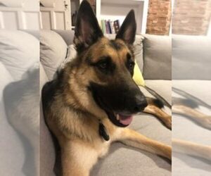 German Shepherd Dog Dogs for adoption in SENECA FALLS, NY, USA