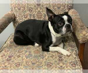Boston Terrier Dogs for adoption in Rootstown, OH, USA