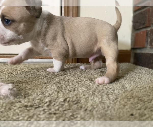 Medium Photo #4 American Bully Puppy For Sale in SAINT CHARLES, MO, USA