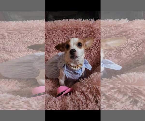 Medium Photo #3 Chihuahua-Unknown Mix Puppy For Sale in Hayward, CA, USA