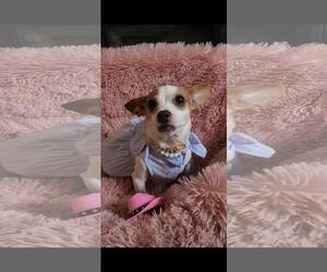 Bliss - Female Chihuahua-Unknown Mix Dog for Adoption - Photo #3