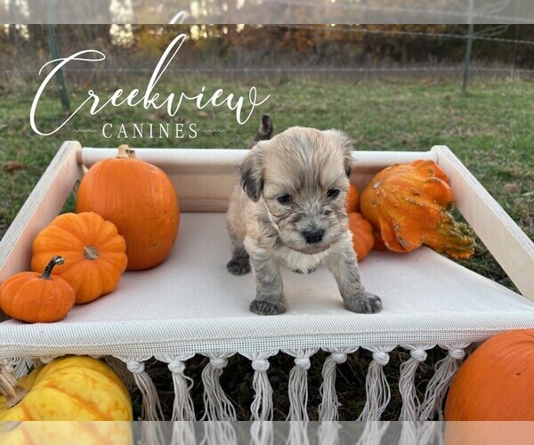 Medium Photo #2 Havanese Puppy For Sale in NIANGUA, MO, USA