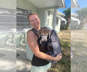 Coco Bean - Male Beagle Dog for Adoption - Photo #4