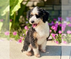 Father of the Bernedoodle-Poodle (Miniature) Mix puppies born on 12/19/2020
