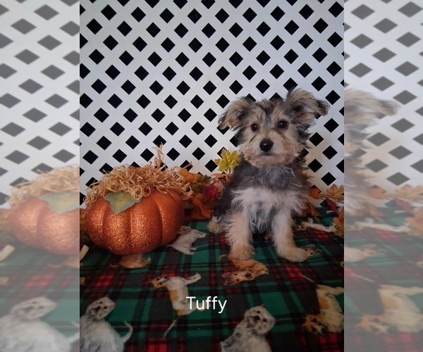 Medium Photo #4 Yo-Chon Puppy For Sale in MOUNT PLEASANT, MI, USA